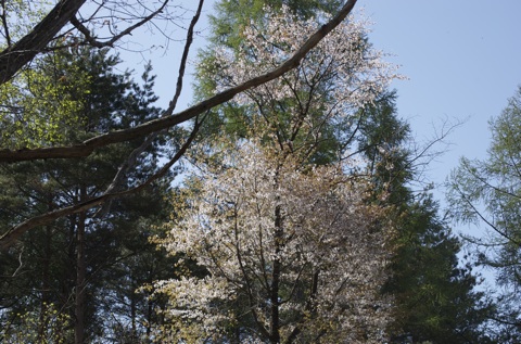庭の山桜